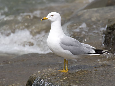 I got the picture I wanted without the gull flying away.