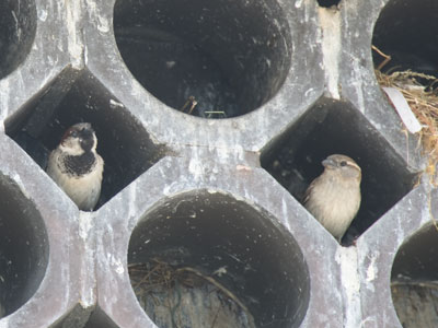 Next door neighbors.