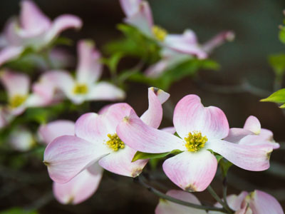 This tree is on my walk to work and I photograph it every year at this time.