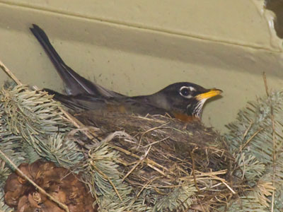 A robin is nesting on my front porch (see April 5 above).