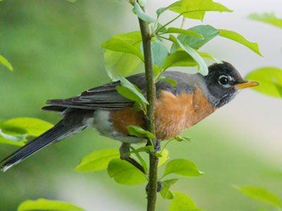 When I walk through the door, the robin leaves the nest and scolds me.