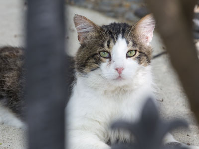 Faces in the neighborhood.