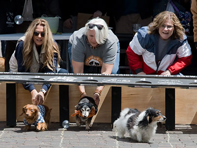 The dogs didn`t seem to care they were in a race.