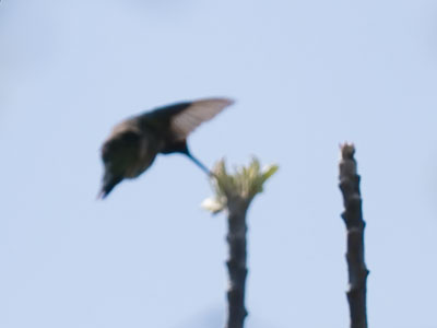 Even a bad hummingbird photo is an accomplishment.
