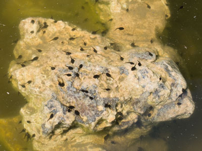 Next month`s frogs.