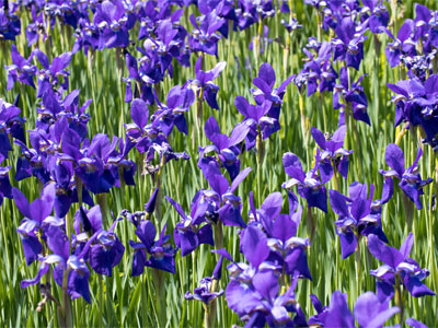 I was too late in the season and too late in the day to visit Smith Garden, but I`ve been kinda busy lately.