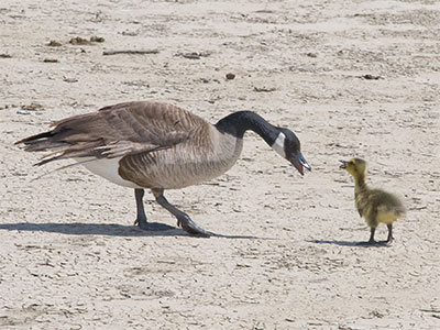Family squabble.
