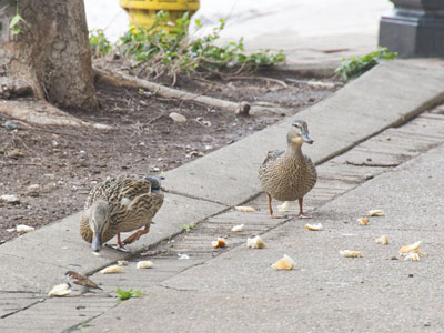 If you like ducks, don`t give them bread.