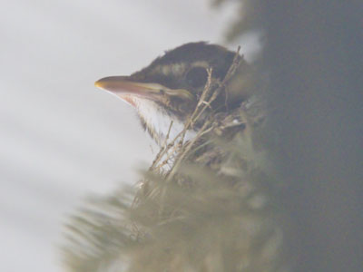 It was more interesting to watch the robin`s nest (see May 2 above).