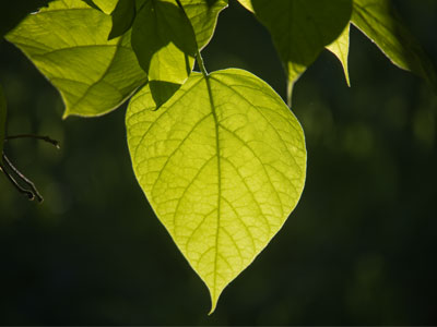 Every morning you greet me.  You look happy to meet me.  OSCAR HAMMERSTEIN II