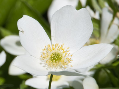 Spring has sprung -- more than once.