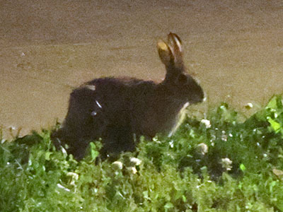 Bunny lunch happened at 11:15pm.