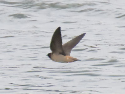I imagine that swallows say `zooom` a lot as they fly.