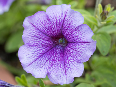 I was planning to take pictures of horses jumping over fences, but because of the rain you get a boring flower.