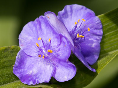 My first spiderwort of the season.