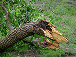See larger image