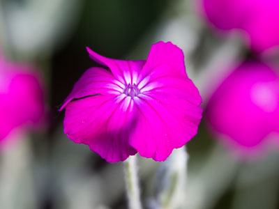 Kids were playing, dogs were barking, spring was springing.