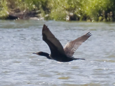 A cormorant in a big hurry.