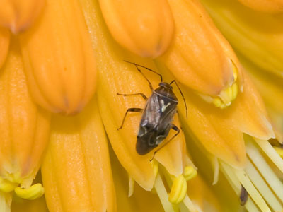 If there`s a bug in the flower bed, I`ll find it.